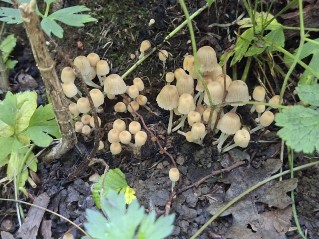 Coprinellus disseminatus
