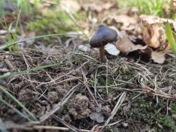 Entoloma vernum