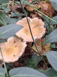 Armillaria mellea