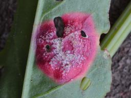 Puccinia phragmitis