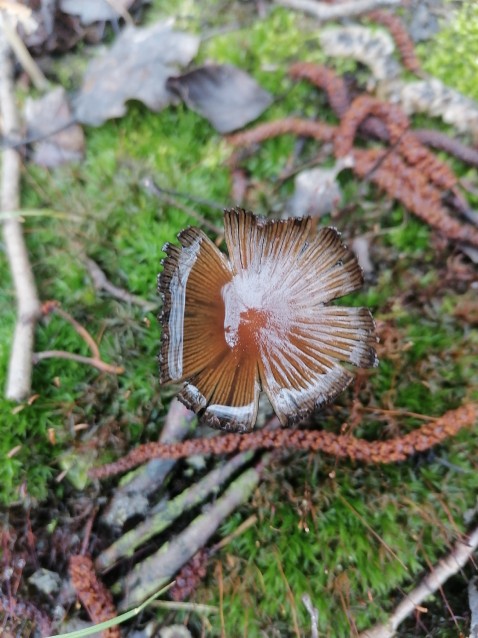 Coprinellus micaceus