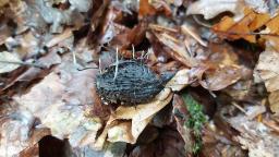 Xylaria carpophila