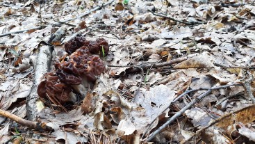 Gyromitra esculenta