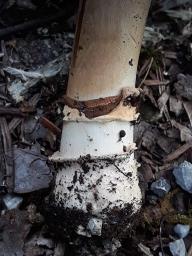 Agaricus bitorquis