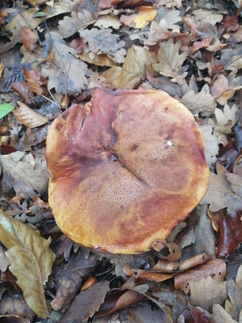 Neoboletus erythropus