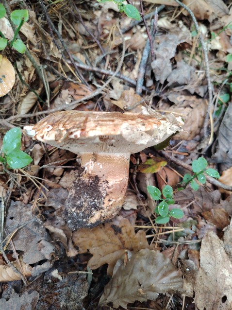 Tricholoma colossus