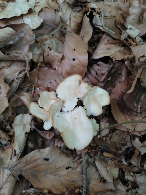 Gymnopus dryophilus