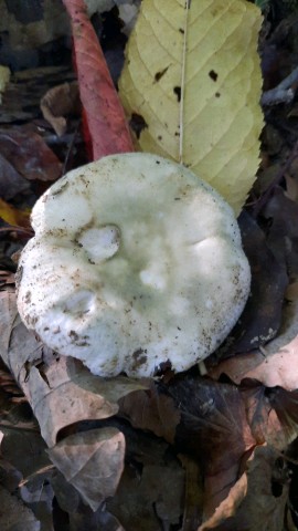 Russula virescens