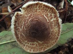 Lepiota pseudolilacea