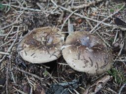 Russula acrifolia