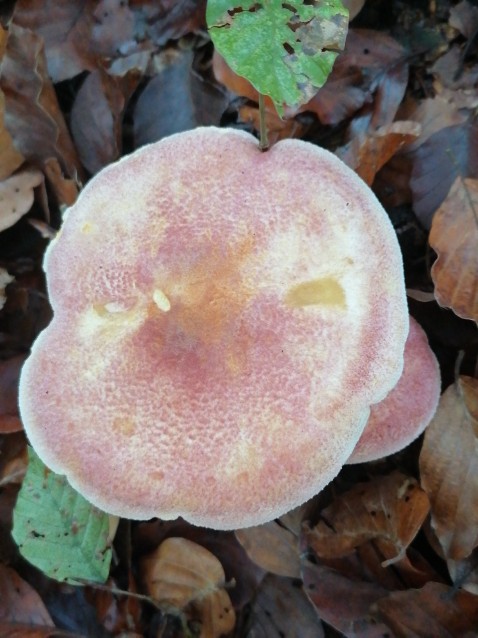 Tricholomopsis rutilans