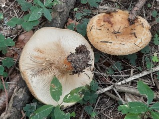 Lactarius scrobiculatus