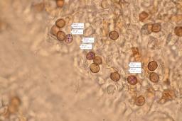 Aureonarius callisteus