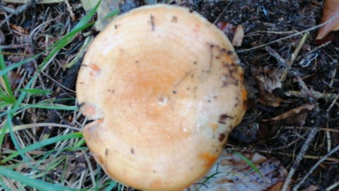 Lactarius salmonicolor