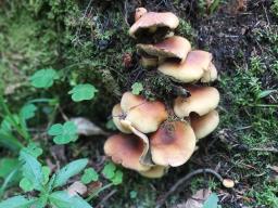 Hypholoma fasciculare