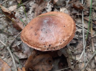 Suillus luteus