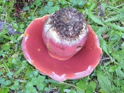 Rubroboletus rubrosanguineus