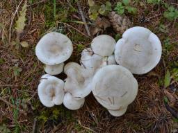 Hygrophorus hyacinthinus