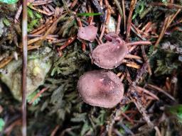 Melanophyllum haematospermum