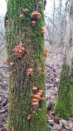 Flammulina velutipes