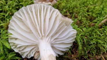 Hygrophorus olivaceoalbus