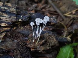 Mycena nucicola