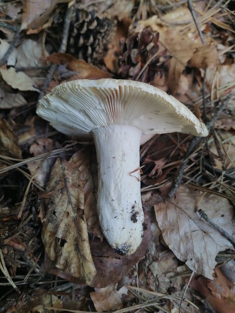 Russula virescens