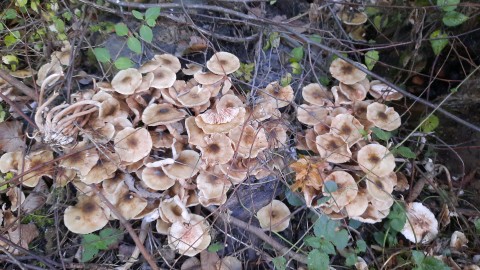 Armillaria mellea