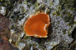 Orbilia carpoboloides