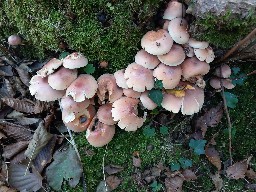 Hypholoma lateritium