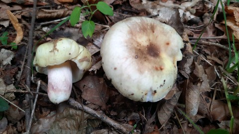 Russula violeipes