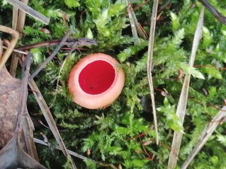 Sarcoscypha austriaca