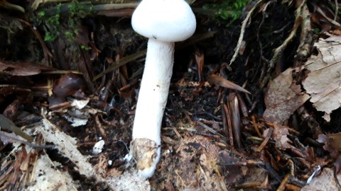 Hygrophorus cossus