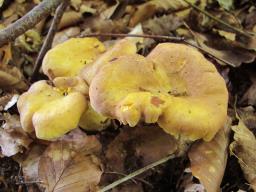 Cantharellus amethysteus