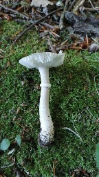 Amanita excelsa