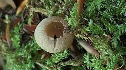 Tarzetta catinus