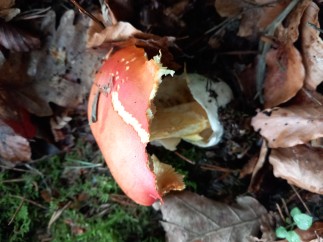 Amanita caesarea