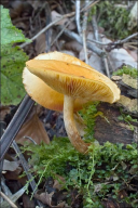 Gymnopilus penetrans