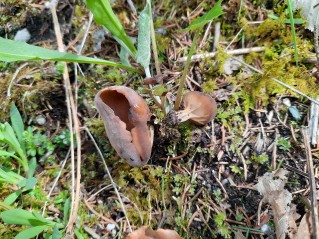 Helvella acetabulum