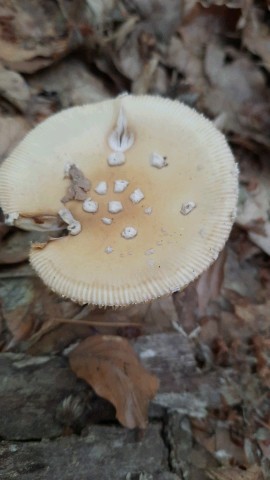 Amanita gemmata