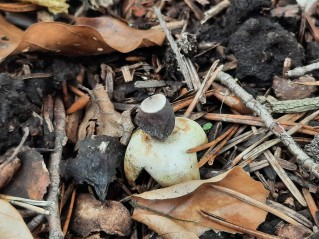 Geastrum quadrifidum