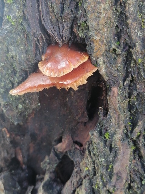 Flammulina velutipes