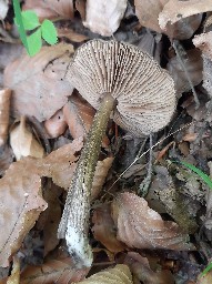 Entoloma plebejum