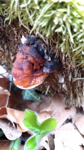 Fomitopsis pinicola