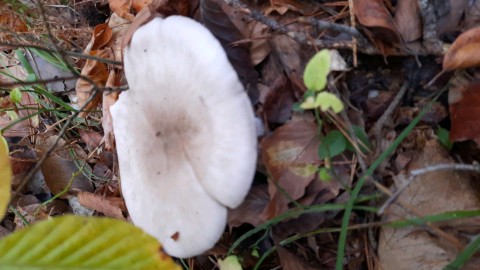 Clitocybe nebularis