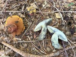 Neoboletus erythropus