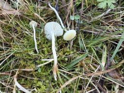 Cuphophyllus russocoriaceus