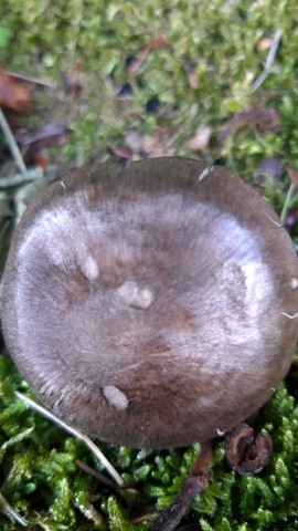 Pluteus atromarginatus