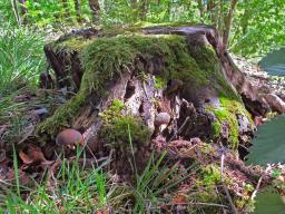 Agrocybe firma