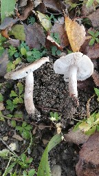 Tricholoma scalpturatum